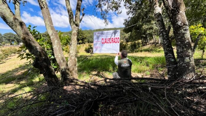 Clausura Profepa huerta ilegal de aguacate en reserva de la mariposa Monarca en Michoacán