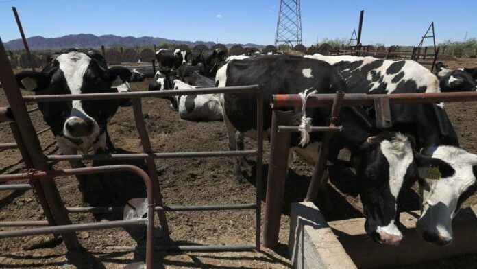 Exigen en Texas reabrir la frontera al ganado de México ante aumento de precios en Estados Unidos