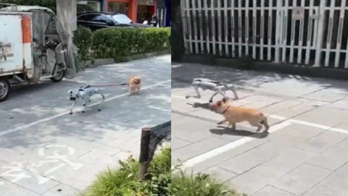 Captan a un perro robot paseando a uno real en China