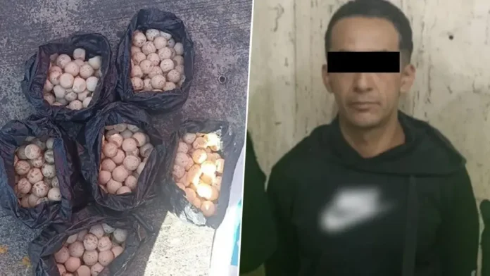 Confirman que detuvieron a un hombre que trasladaba 360 huevos de tortugas marinas dentro de las instalaciones del Metro de Cdmx.