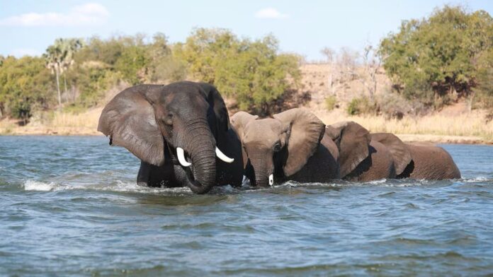 Muere sujeto tras ser atacado por una manada de elefantes salvajes mientras dormía en Malasia