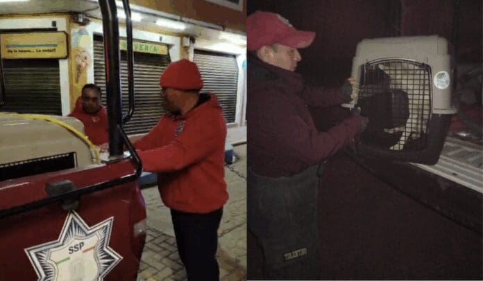 Acusan al alcalde de Chignahuapan, Puebla, por desaparecer perros