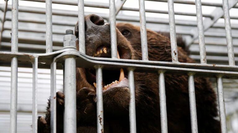 Video: Oso detiene por más de tres horas las operaciones de un aeropuerto en Japón