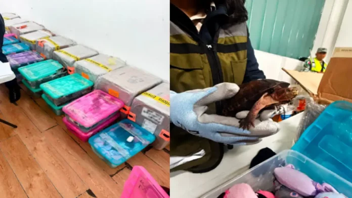 Confirman que rescataron 774 tortugas que transportaban en cajas en el Aeropuerto Internacional de Tijuana, en Baja California.