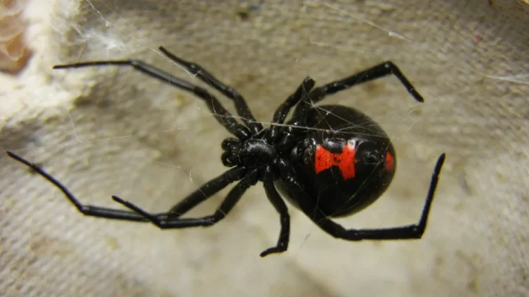Fallece mujer tras ser picada por una araña viuda negra en Allende, Nuevo León