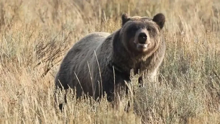 Reportan 11 niños heridos tras ser atacados por un oso en Canadá