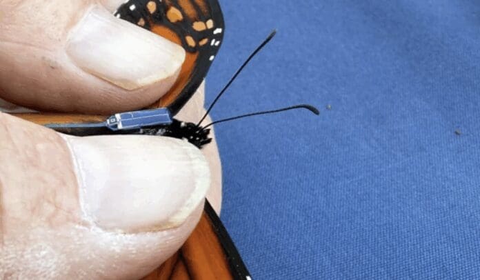 Mariposa monarca con mochila satelital completan su arribo a México