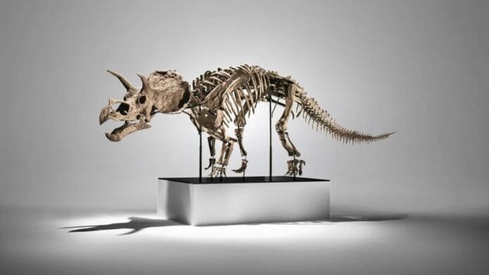 Subastan en más de cinco mdd un esqueleto de dinosaurio tricerátops en Nueva York