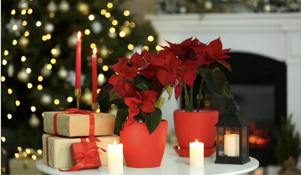 ¡Ya llegó la Nochebuena! Inicia la venta de la flor predilecta de Navidad en México