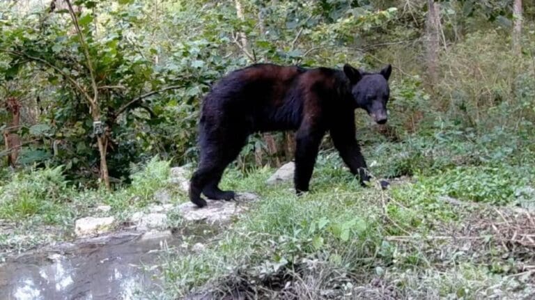 Encuentran a un oso negro desnutrido en Nuevo León