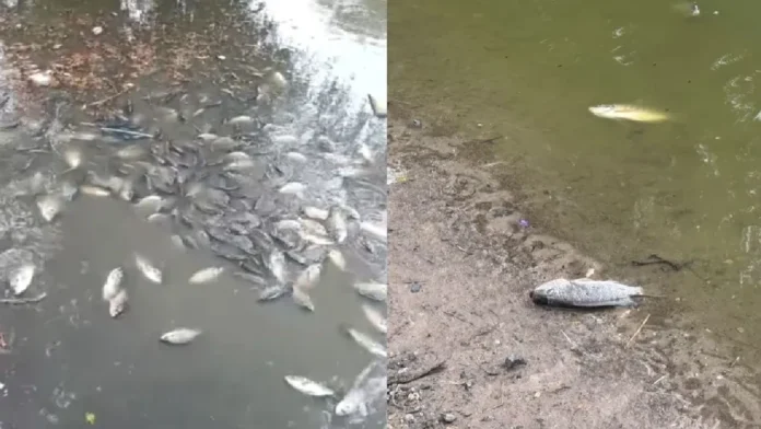 Mueren cientos de peces tras fuga de aguas negras en parque en Monterrey, Nuevo León