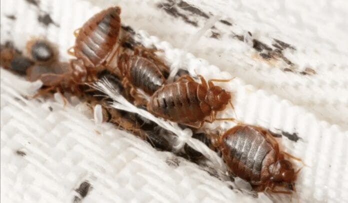 Plaga de chinches obliga a cerrar la Cinemateca Francesa en París