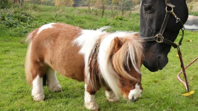 Hallan al caballo más pequeño del mundo en Alemania; mide 52 centímetros