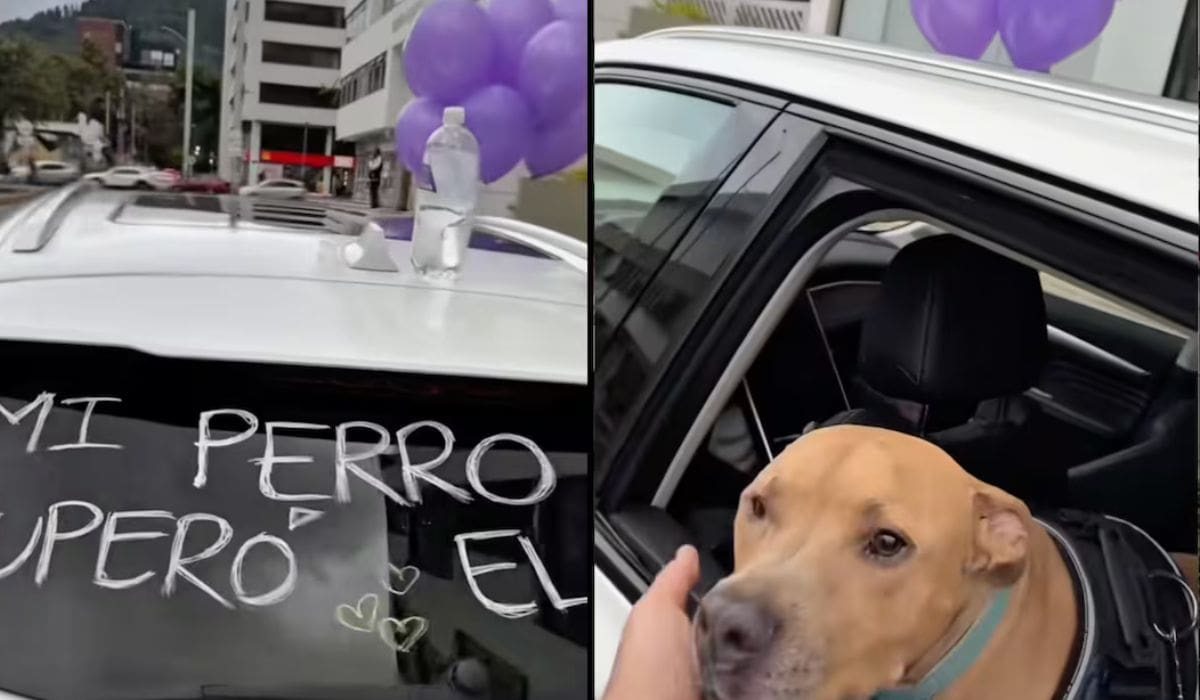 VIDEO: ¡Perro Magnus vence al cáncer! Dueño organiza caravana emotiva en Colombia