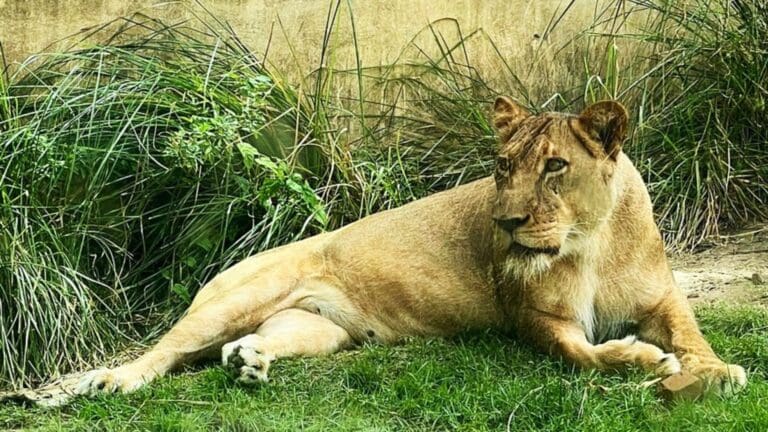 Video: Hombre muere tras ser atacado por una leona en zoológico de Brasil; ingresó a su jaula por medio de un árbol