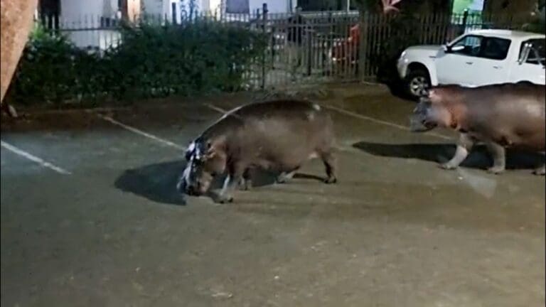 Santa Lucía, el pueblo sudafricano donde los hipopótamos rondan las calles