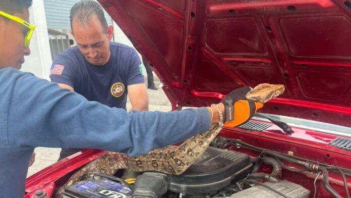Mujer encuentra boa constrictor de dos metros dentro del motor de su camioneta en Nayarit