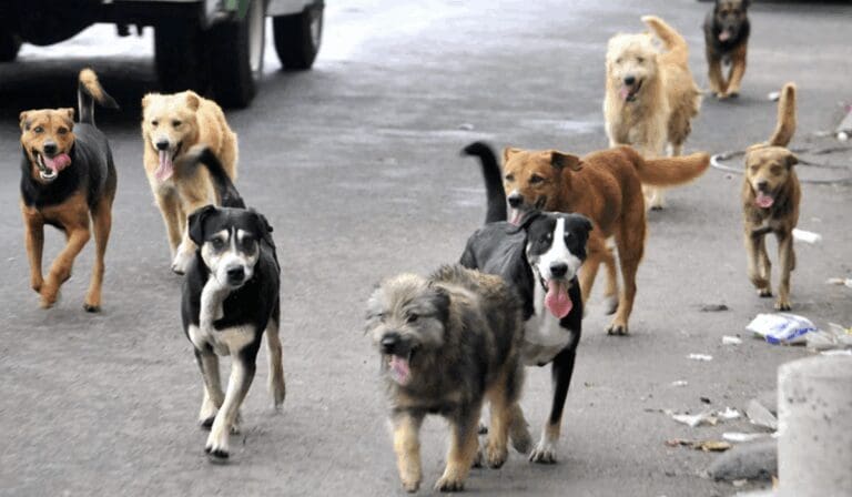 Perros bajo amenaza crecen las infecciones por gusano barrenador en México