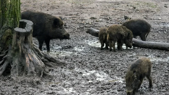 Hallan 50 jabalíes muertos tras brote de peste porcina africana en Barcelona, España