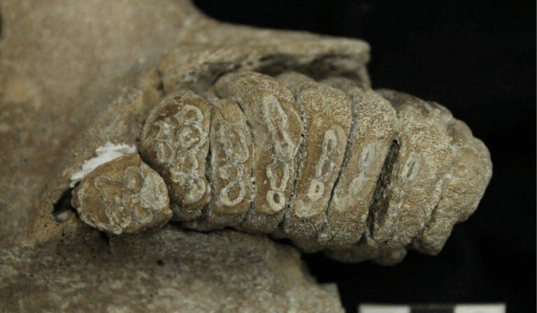 Fósil de mamut impulsa proyecto de clonación en México