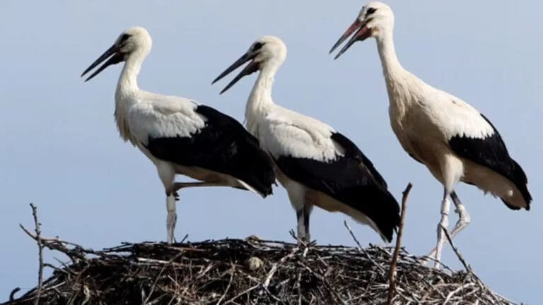 Hallan cientos de cigüeñas muertas cerca de Madrid, España, por la gripe aviar