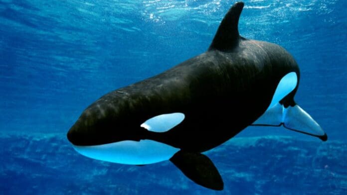 Video: Pescadores captan a orca comiéndose a una tortuga en Manzanillo, Colima