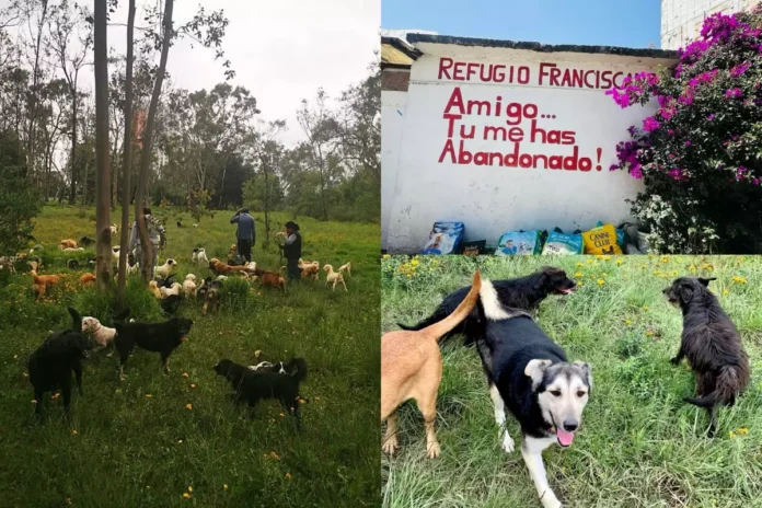 Autoridades desalojan el Refugio Franciscano y ponen en riesgo a más de mil animales​ en CDMX