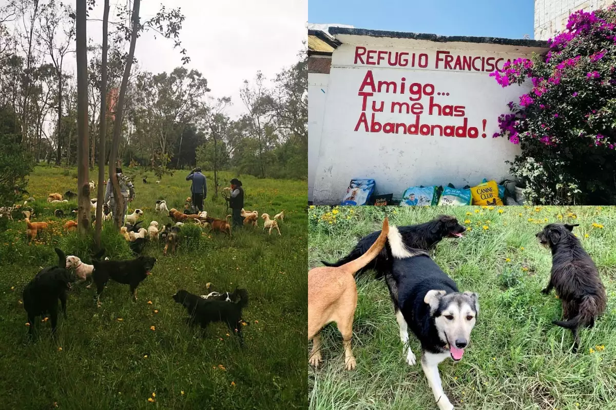 Autoridades desalojan el Refugio Franciscano y ponen en riesgo a más de mil animales​ en CDMX