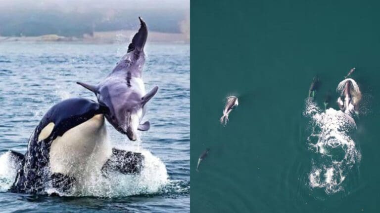 Captan por primera vez a orcas y delfines formando equipo para cazar en Vancouver, Canadá