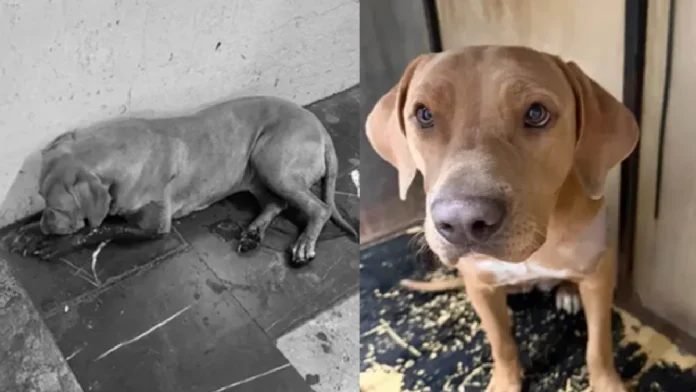 Perrita es agredida con botellas afuera del Metro de Cdmx