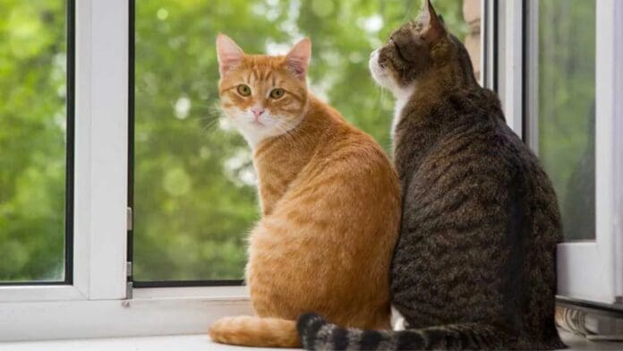 Estudio revela que gatos pueden distinguir a su dueño solo usando el olfato