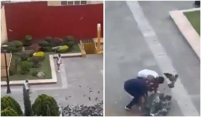 Video Detienen a dos hombres por capturar palomas con red en el centro de Aguascalientes