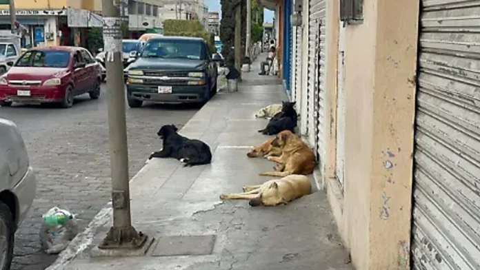 Denuncian que policías mataron a seis perritos en Zacatecas