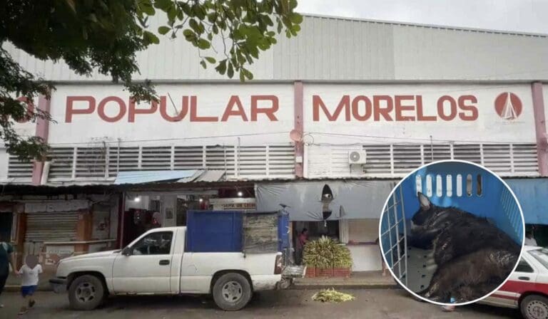 Vecinos denuncian envenenamiento masivo de gatos en mercado de Coatzacoalcos, Veracruz