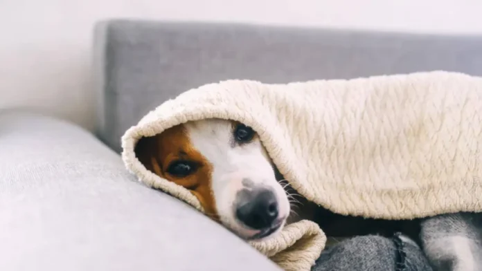 Autoridades emiten recomendaciones para cuidar a tus mascotas del frío en México