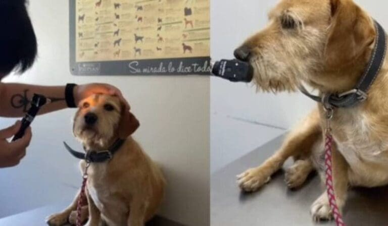 VIDEO Llevan a su perro al veterinario creyendo que era ciego, pero solo los ignoraba