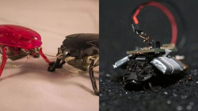 Alemania desarrolla sus plataformas de vigilancia con cucarachas espías