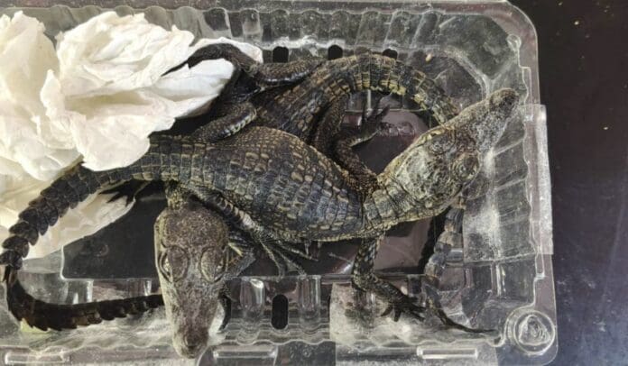 Rescatan seis caimanes enviados ilegalmente por paquetería en Querétaro