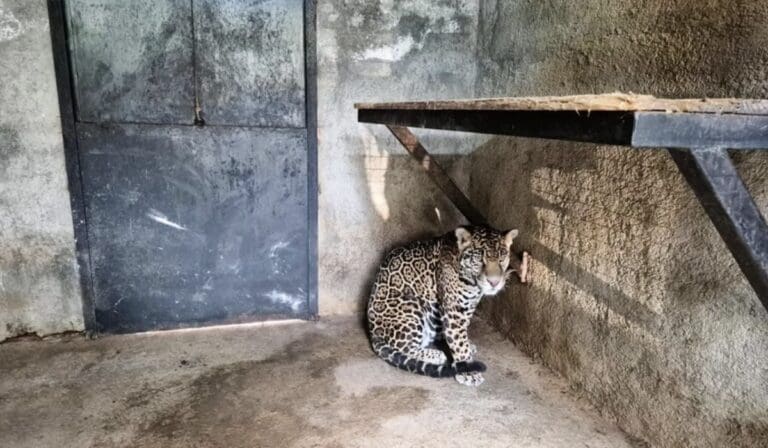 Rescatan jaguar en vivienda cateada en Jilotepec, Edomex