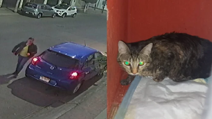 Mujer abandona a gatita dentro de una bolsa en León, Guanajuato
