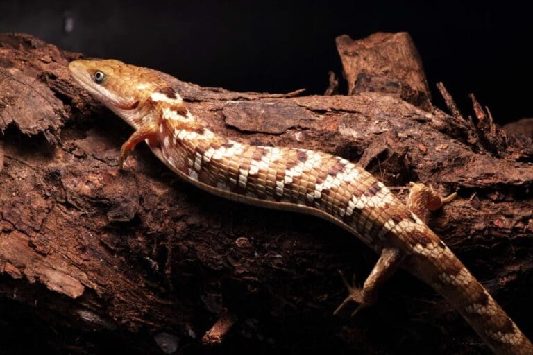 UNAM descubre nueva lagartija caimán endémica en seis estados de México