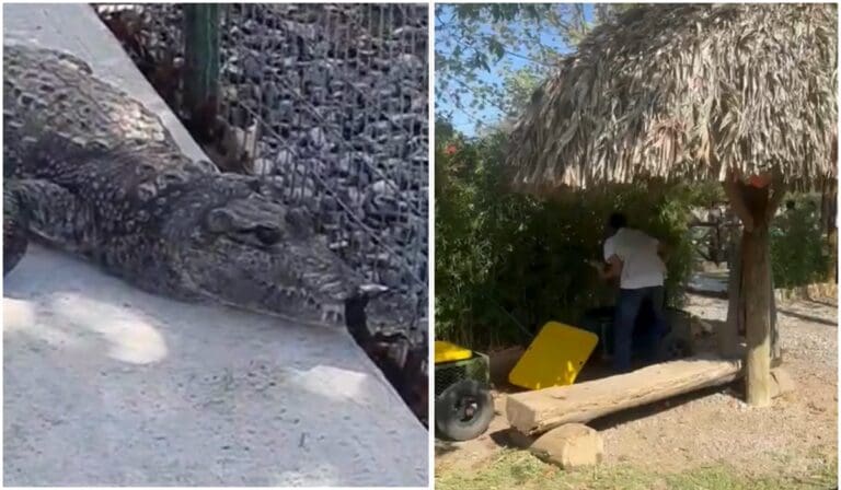 Video Exhiben posible maltrato animal en atracción con cocodrilos del Bioparque de Monterrey, Nuevo León