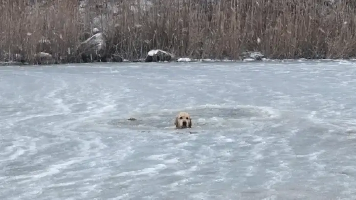 Rescatan a perrito atrapado en un estanque helado en Phoenix, Estados Unidos