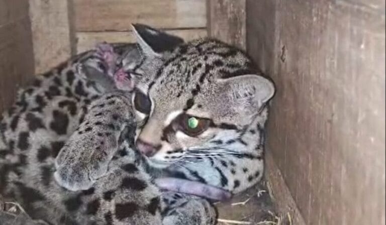 Nace felino margay en peligro de extinción en cautiverio en la Huasteca Potosina