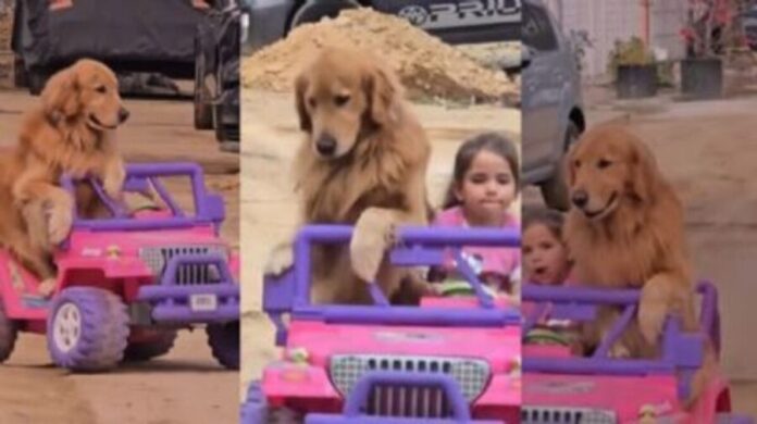 Niña pasea a su Golden en su Jeep y el perrito se convierte en el mejor copiloto