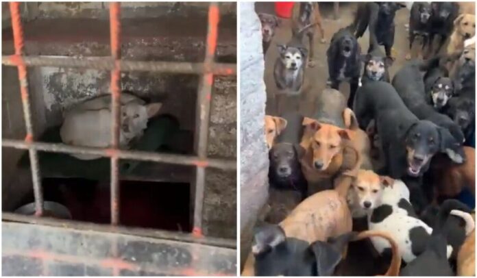 Autoridades clausuran refugio por maltrato animal en Cuajimalpa, Cdmx