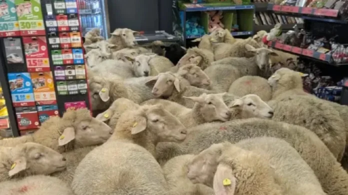 Ovejas invaden un supermercado en Alemania