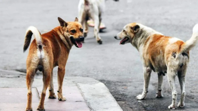 Sujeto atropella a perritos en Cananea, Sonora