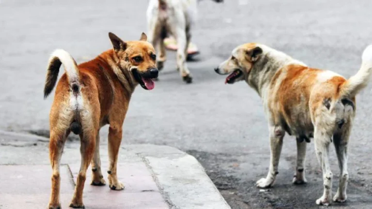 Sujeto atropella a perritos en Cananea, Sonora