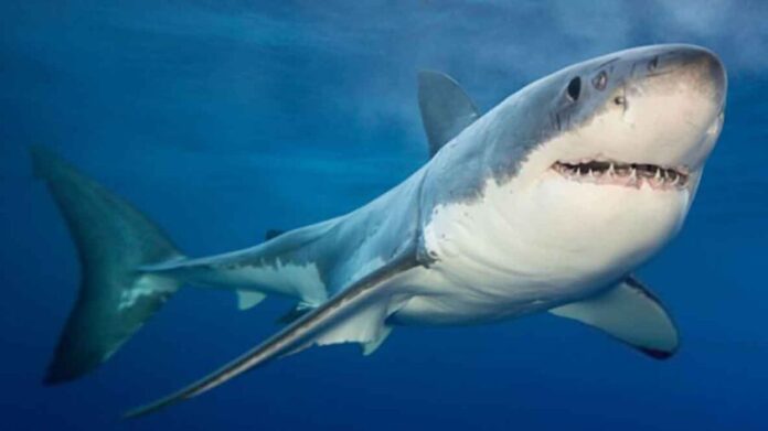 Mujer pierde la vida tras ser atacada por un tiburón en las Islas Vírgenes de Estados Unidos